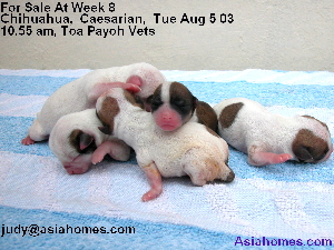 Smallest chihuahua (2nd from right) had large intestines coming out of belly. 