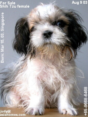 Female, Singapore-born, Shih Tzu puppy for sale $600