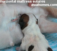 Elective caesarian section Chihuahua - horizontal mattress sutures