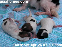 Elective caesarian section Chihuahua, 3 pups for sale, Singapore Apr 26 2003