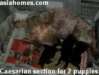 Caesarian section - 2 live puppies