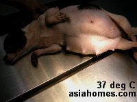 Elective caesarian section Chihuahua on veterinary operation table Singapore