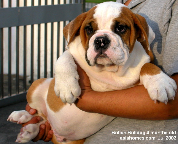 Back to British Bulldog Page