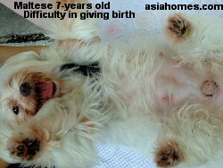 7-year-old first pregnancy at 7 years of age.  Maltese with dystocia, Singapore.