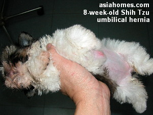Shih Tzu umbilical hernia 8 weeks old