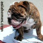 British Bulldog for sale