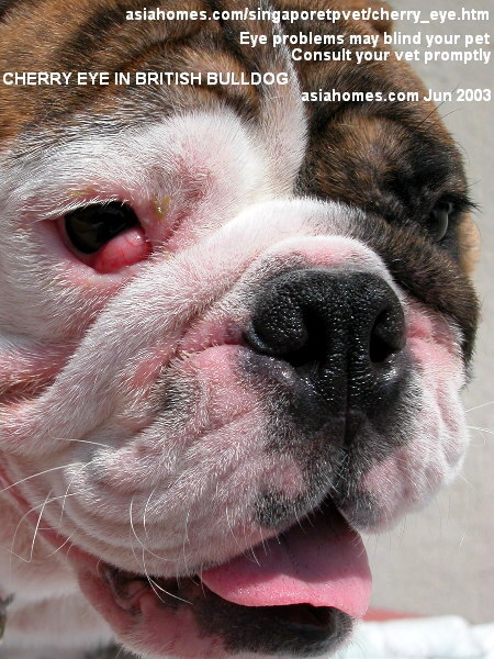 Cherry eye in a British bulldog 6 months old, Singapore. 