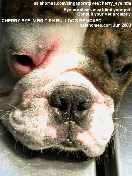 Cherry eye removed in a British Bulldog, on operating table, Singapore