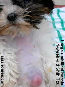 Shih Tzu umbilical hernia 11 weeks old - serious condition now