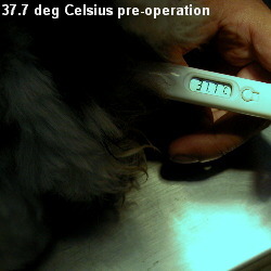 Shih Tzu umbilical hernia 11 weeks old - low rectal temperature