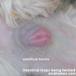 Shih Tzu umbilical hernia 11 weeks old - intestinal loops twisting