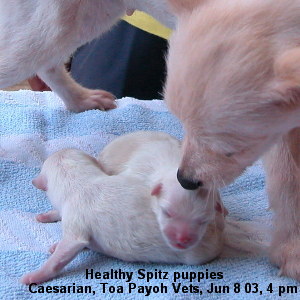 2 Spitz pups delivered by Caesarian Section, Singapore