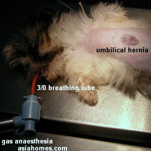 Shih Tzu umbilical hernia 11 weeks old