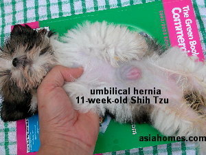Shih Tzu umbilical hernia 11 weeks old before operation