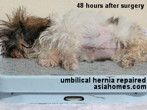 Shih Tzu umbilical hernia 11 weeks old