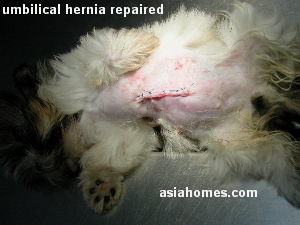 Shih Tzu umbilical hernia 11 weeks old stitched