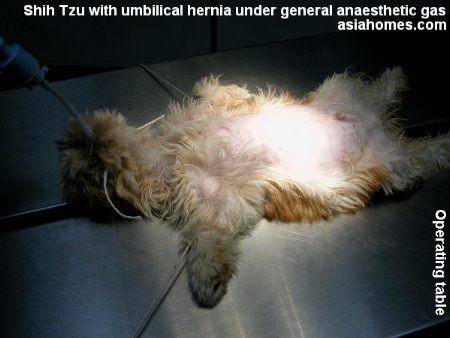 Umbilical hernia not visible when on its back - 2.5-month-old Shih Tzu, Singapore