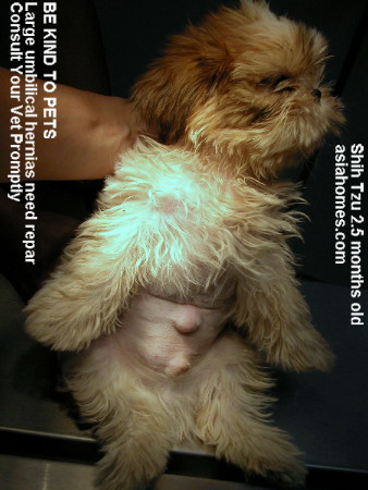 2nd Shih Tzu.  Umbilical hernia - 2.5-month-old Shih Tzu, Singapore