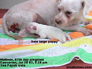 Singapore-born, Maltese puppies for sale at week 8