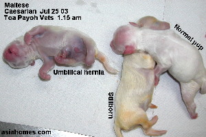 Maltese newborn. 2 normal, 1 deformed, 1 stillborn