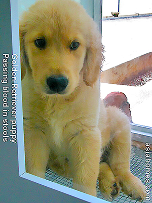 Golden retriever puppy passed red blood in stools 