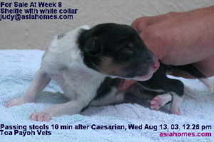 Singapore Shetland puppy for sale in Oct 13 2003