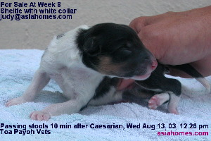 Sole surviving Sheltland puppy, Caesarian, Toa Payoh Vets, Singapore