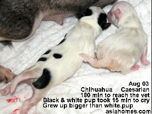 Singapore Chihuahua Caesarian delivery