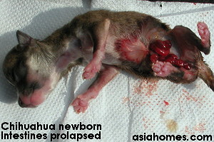 Different chihuahua puppy born naturally - has prolapsed intestines. Died later.