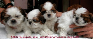 Healthy championship bloodlines - Shih Tzu puppies for sale, Aug 16 03