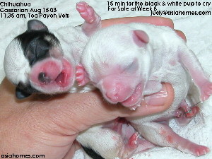 Singapore Chihuahua Caesarian delivery - Toa Payoh Vets