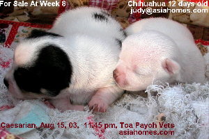 Singapore Chihuahua Caesarian delivery - Toa Payoh Vets - healthy 12-day-olds