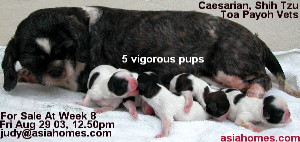 Fat Shih Tzu- dystocia- puppy with one hind leg out. Singapore Caesarian.