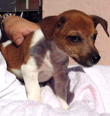 Facial mange or bacterial infection in a Jack Russell puppy?