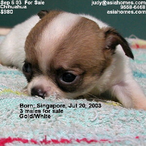 Singapore chihuahua sold.