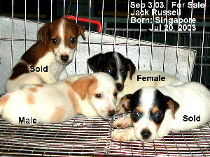 Singapore Jack Russells for sale, 9668-6468