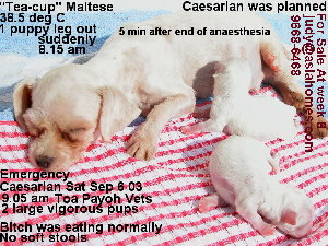 Singapore Mini-Maltese Caesarian delivery - 10 min after end of general anaesthesia