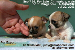 Singapore chihuahuas for sale/export,  +65 9668-6468
