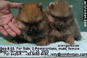 Singapore Pomeranians for sale, 9668-6468