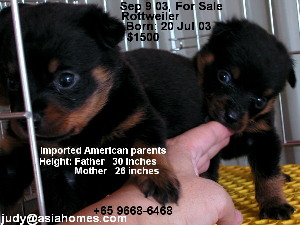 Sep 03. Singapore Rottweilers for sale. 9668-6468