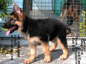 Singapore fine looking German Shepherd puppy for sale, 9668-6468