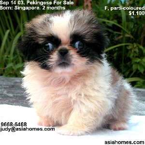 Singapore puppies for sale - Sep 03. Pekingese 