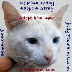 Sep 18 03. Stray cat, blue-eyed, 1 year old, male, neutered for adoption. 9668-6468.