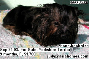 Yorkshire terriers females are rare in Singapore.