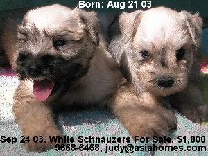 Singapore born Schnauzers for sale, 9668-6468.