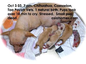 Chihuahuas with dystocia need emergency Caesarian sections. 