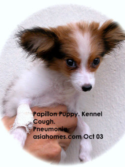 Papillon with kennel cough