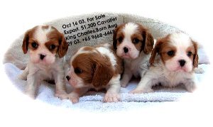 Singapore born Cavalier King Charles puppies, 6 weeks, for sale.