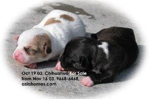 Singapore born puppies for sale: Chihuahua (silver & white)