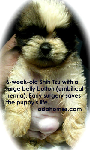 6-week-old Shih Tzu, much smaller than litter mates, before surgery
